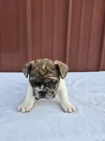 Cookie, a female French Bulldog for sale in Bryan, OH – 1 of 2