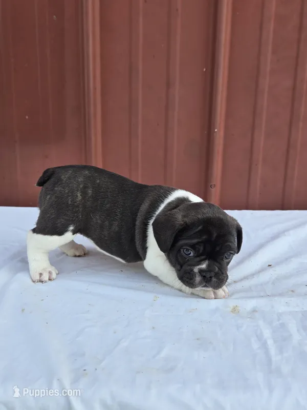 Blue – French Bulldog puppy for sale in Bryan, OH