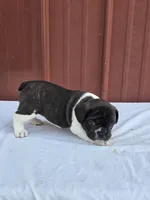 Blue, a female French Bulldog for sale in Bryan, OH – 2 of 2