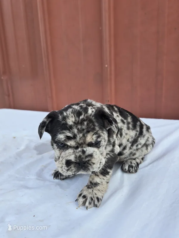 Francis – French Bulldog puppy for sale in Bryan, OH