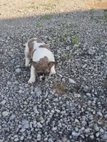 Cookie, a female French Bulldog for sale in Bryan, OH – 6 of 7