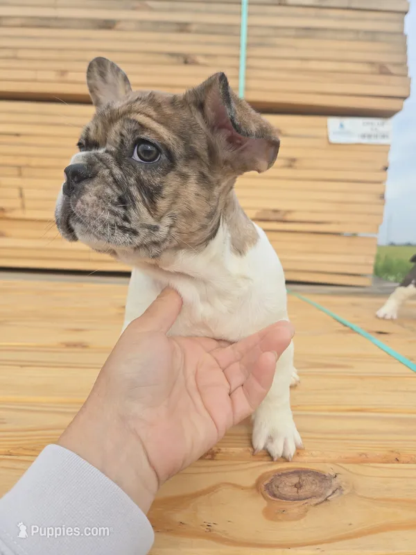Cookie – French Bulldog puppy for sale in Bryan, OH