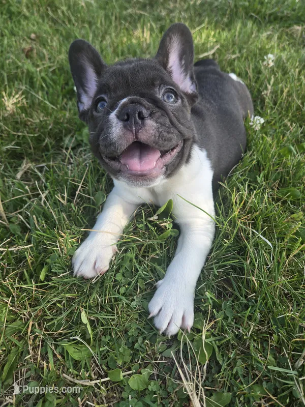 Blue – French Bulldog puppy for sale in Bryan, OH