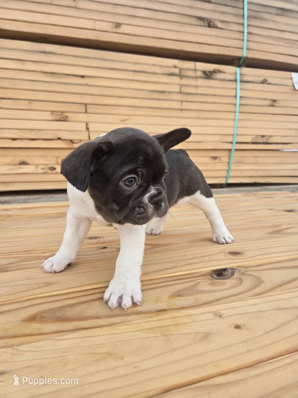 Blue – French Bulldog puppy for sale in Bryan, OH