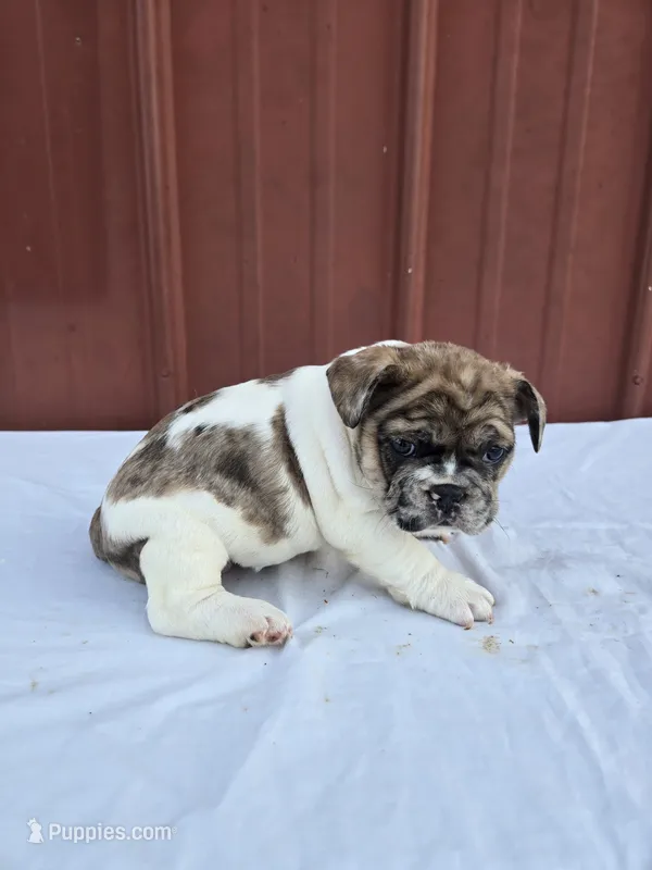 Cookie – French Bulldog puppy for sale in Bryan, OH