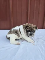 Cookie, a female French Bulldog for sale in Bryan, OH – 2 of 2