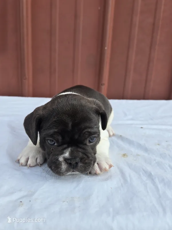 Blue – French Bulldog puppy for sale in Bryan, OH