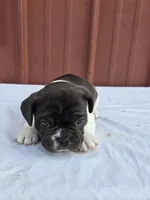 Blue, a female French Bulldog for sale in Bryan, OH – 1 of 2