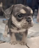 Paris, a female French Bulldog for sale in Pomona, CA – Photo 1 of 3