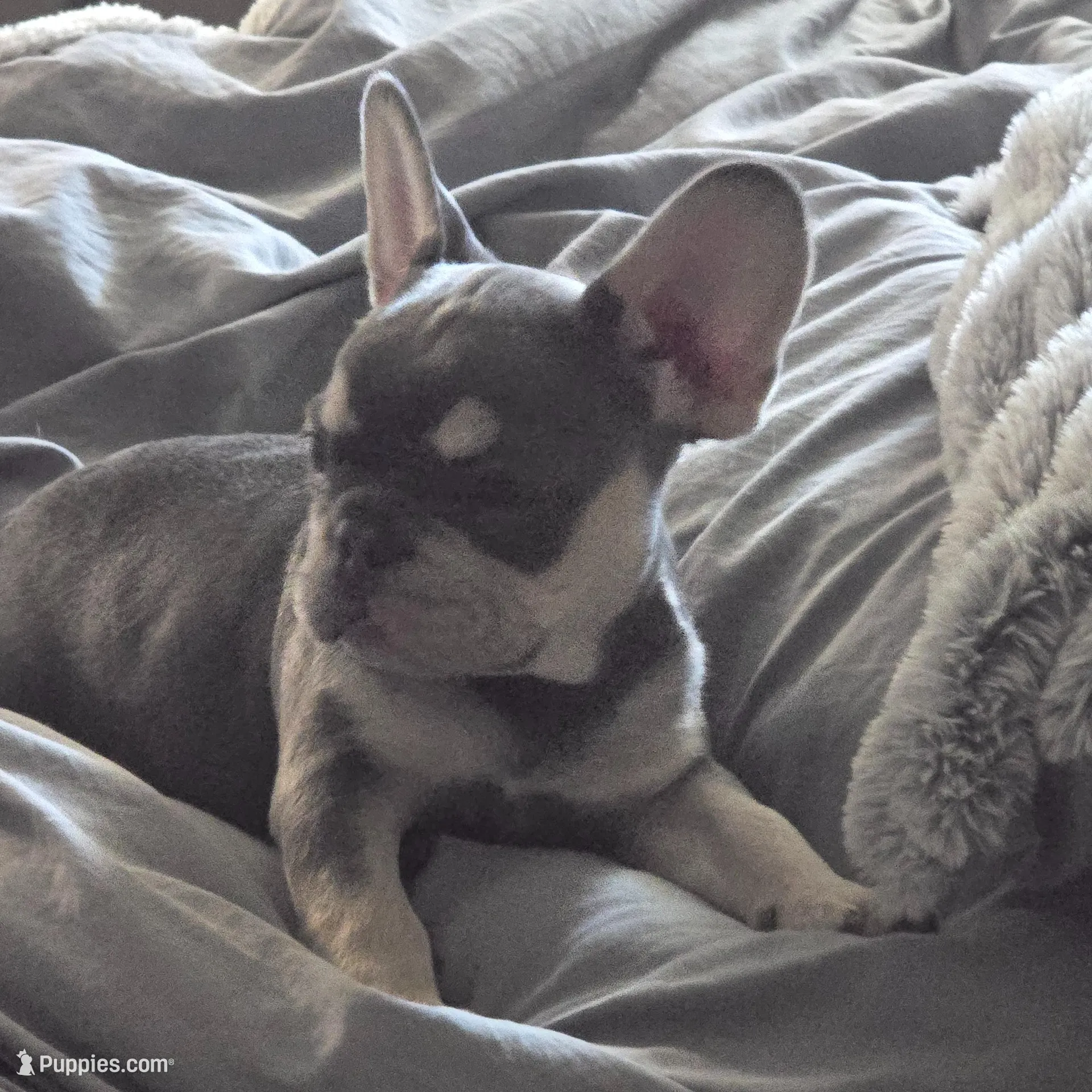 Paris – French Bulldog puppy on hold in Pomona, CA