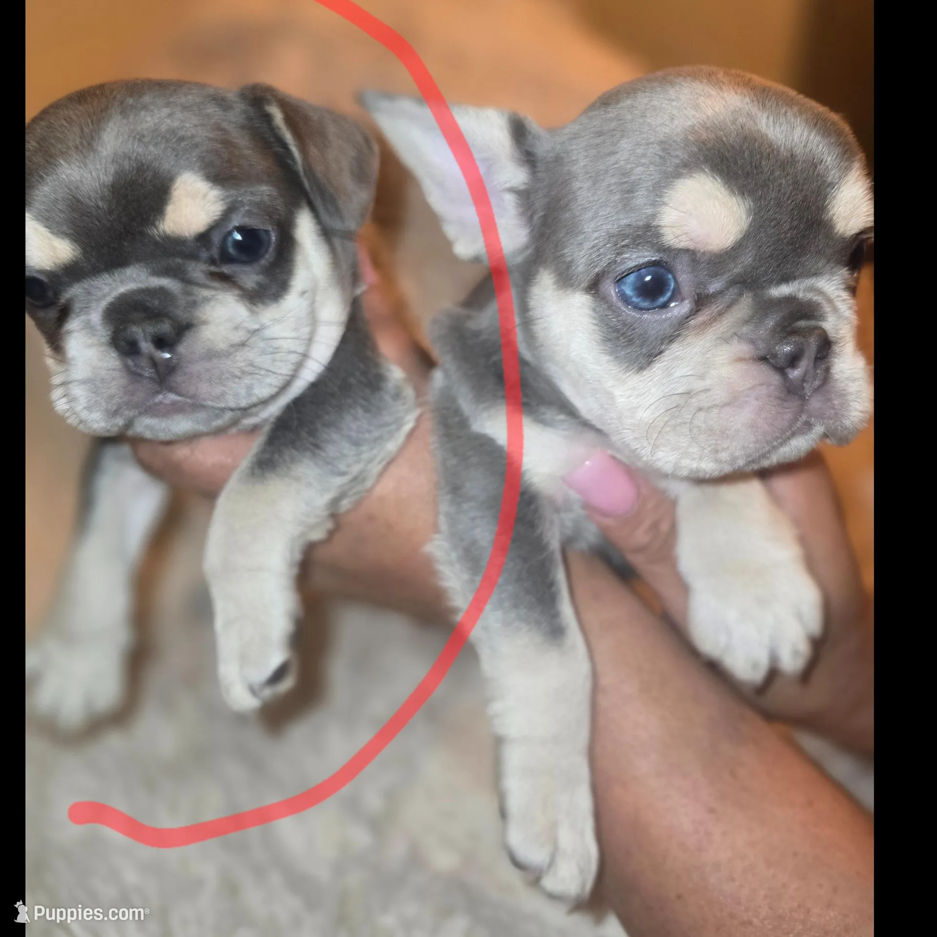 Paris, a female French Bulldog for sale in Pomona, CA – Photo 3 of 3