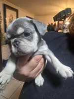 Tiny, a female French Bulldog for sale in Pomona, CA – Photo 2 of 4
