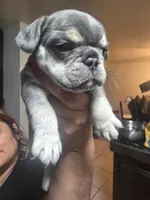 Tiny, a female French Bulldog for sale in Pomona, CA – Photo 1 of 4