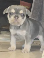 Tiny, a female French Bulldog for sale in Pomona, CA – Photo 4 of 4