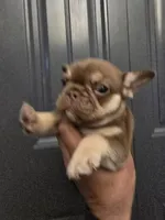 Brownie, a male French Bulldog for sale in Pomona, CA – Photo 2 of 3