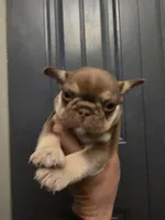 Brownie, a male French Bulldog for sale in Pomona, CA – Photo 1 of 3