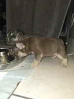 Brownie, a male French Bulldog for sale in Pomona, CA – Photo 3 of 3