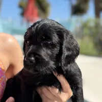 Penny , a female Labradoodle for sale in Stuart, FL – Photo 3 of 9