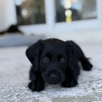 Penny , a female Labradoodle for sale in Stuart, FL – Photo 4 of 9