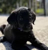 Penny , a female Labradoodle for sale in Stuart, FL – Photo 6 of 9