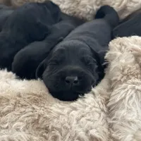 Penny , a female Labradoodle for sale in Stuart, FL – Photo 9 of 9