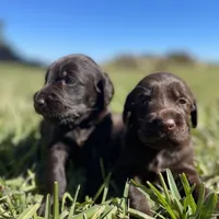 Penny , a female Labradoodle for sale in Stuart, FL – Photo 8 of 9