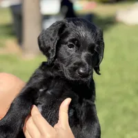 Penny , a female Labradoodle for sale in Stuart, FL – Photo 2 of 9