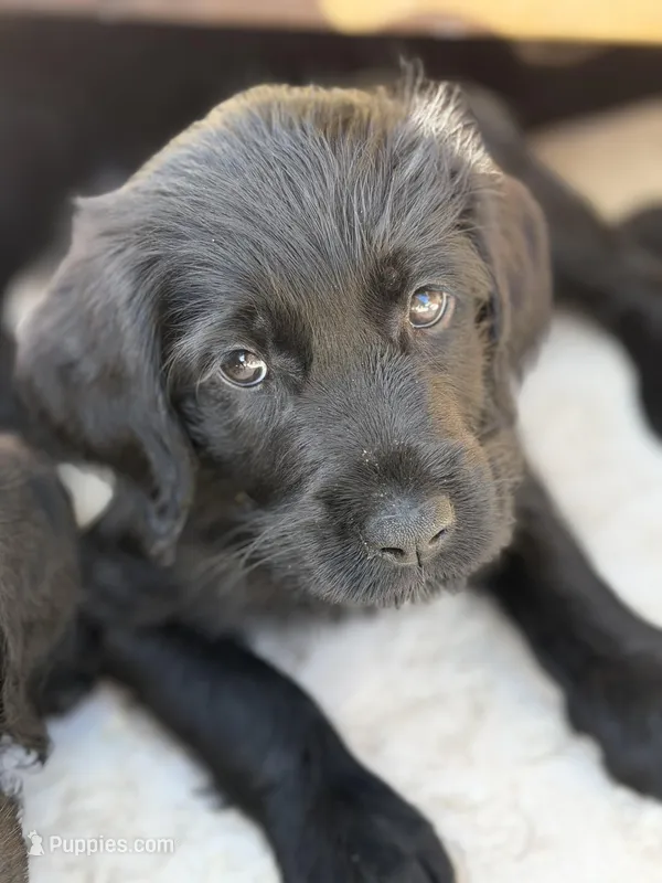 Penny  – Labradoodle puppy for sale in Stuart, FL