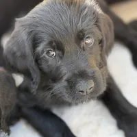 Penny , a female Labradoodle for sale in Stuart, FL – Photo 1 of 9
