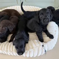Penny , a female Labradoodle for sale in Stuart, FL – Photo 5 of 9