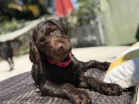 Little brown , a female Labradoodle for sale in Stuart, FL – 9 of 9