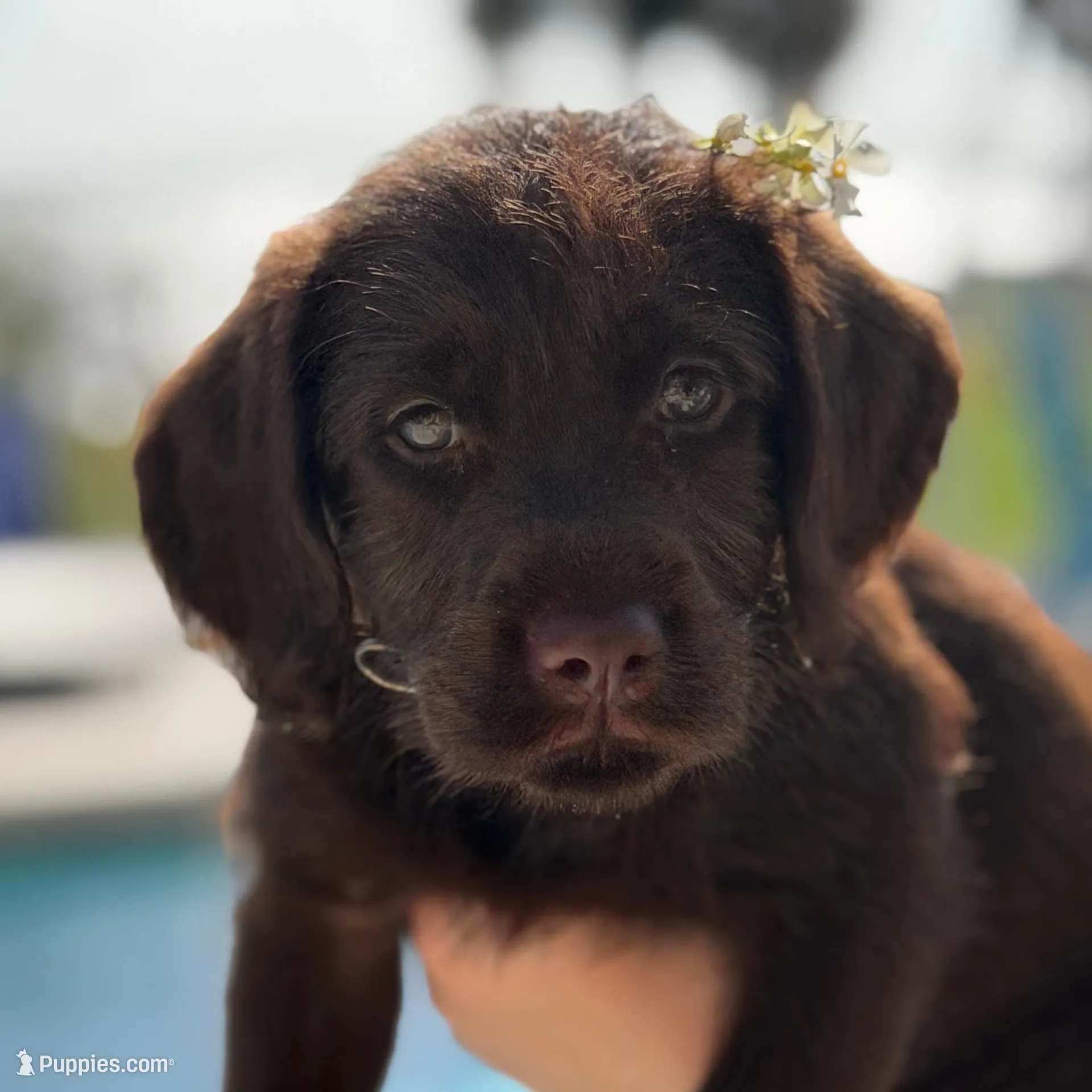 Pumpernickel , a female Labradoodle for sale in Stuart, FL – Photo 3 of 9