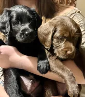 Pumpernickel , a female Labradoodle for sale in Stuart, FL – Photo 4 of 9
