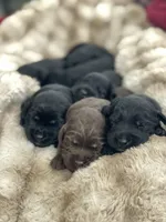Pumpernickel , a female Labradoodle for sale in Stuart, FL – Photo 9 of 9