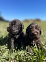 Pumpernickel , a female Labradoodle for sale in Stuart, FL – Photo 7 of 9