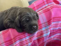 Pumpernickel , a female Labradoodle for sale in Stuart, FL – Photo 8 of 9