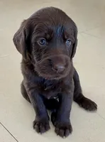 Pumpernickel , a female Labradoodle for sale in Stuart, FL – Photo 6 of 9