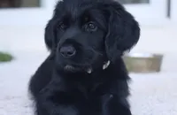 Peppercorn , a female Labradoodle for sale in Stuart, FL – Photo 2 of 8