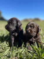 Peppercorn , a female Labradoodle for sale in Stuart, FL – Photo 4 of 8