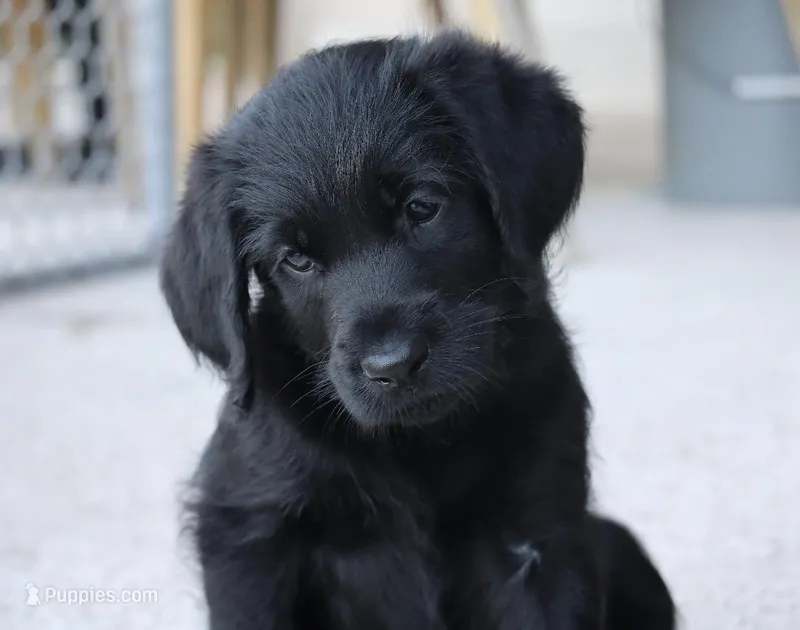 Peppercorn  – Labradoodle puppy for sale in Stuart, FL
