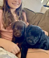 Peppercorn , a female Labradoodle for sale in Stuart, FL – Photo 3 of 8