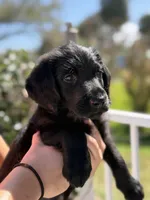 Peppercorn , a female Labradoodle for sale in Stuart, FL – Photo 5 of 8