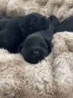 Peppercorn , a female Labradoodle for sale in Stuart, FL – Photo 7 of 8