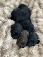 Peppercorn , a female Labradoodle for sale in Stuart, FL – Photo 8 of 8