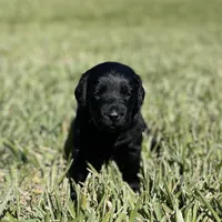 Percy , a male Labradoodle for sale in Stuart, FL – Photo 5 of 10
