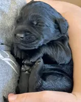 Percy , a male Labradoodle for sale in Stuart, FL – Photo 7 of 10