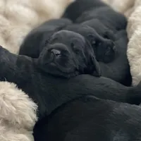 Percy , a male Labradoodle for sale in Stuart, FL – Photo 8 of 10