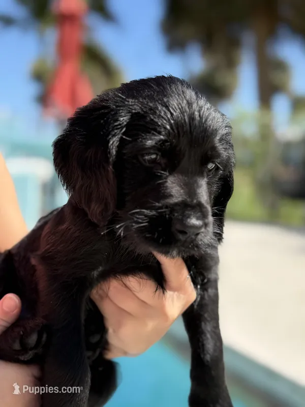 Percy  – Labradoodle puppy for sale in Stuart, FL