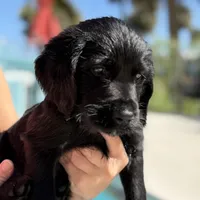 Percy , a male Labradoodle for sale in Stuart, FL – Photo 1 of 10