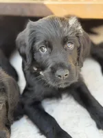 Percy , a male Labradoodle for sale in Stuart, FL – Photo 3 of 10